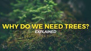 Why Do We Need Trees? | Eco Facts | One Tree Planted