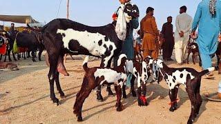 Bakra Mandi sahiwal ki update beetal Bachon wali Bakrian 03124058010 Altaf goat farm