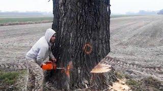 Fastest Masterful Tree Felling, Huge Trees Down in Minutes | Expert Lumberjack Skills