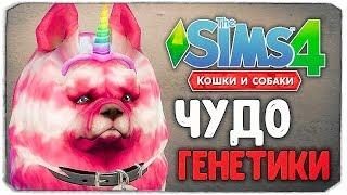 ЧУДО ГЕНЕТИКИ, КАКОЙ ПЕСИК САМЫЙ МИЛЫЙ? - The Sims 4 "Кошки и Собаки"