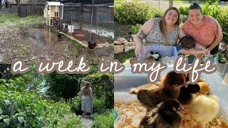 a week in my life: we got 7 baby chicks!! | major hail storm aftermath | road trip