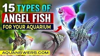 15 Must-Know Angelfish Types for Freshwater Aquariums | Stunning Fish for Your Tank!