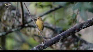 Bird Research and Shade-Grown Coffee