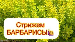 СТРИЖЕМ БАРБАРИСЫ - до периода СОКОДВИЖЕНИЯ‼️