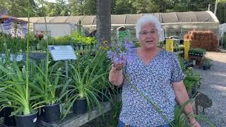 Discover the Agapanthus at Cold Creek Nurseries!