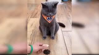 Baby Cats Cute and Funny Cat Videos Compilation 2021  Animals LoveTv - part 3