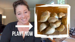 Sow Your Fall Vegetables Seeds NowWatch This Video To See What I Am Planting