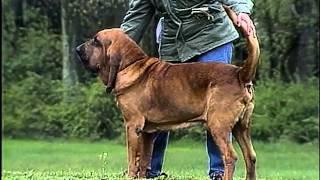 Bloodhound - AKC Dog Breed Series