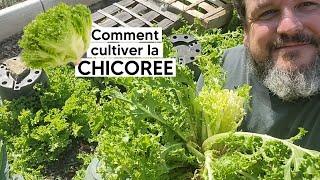 Comment cultiver la CHICOREE FRISEE ou SCAROLE 『TUTO』