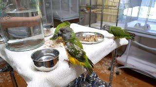 Ginger's Parrot Rescue - Taking Care of Senegal Parrots