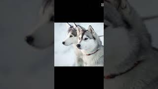 تحويل الحيوان قبل وبعد #عالم محمد طيور وحيونات# #2025 #pitbull#rottweiler #shorts