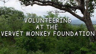 Life Of A Volunteer At The Vervet Monkey Foundation South Africa - Vervet Forest