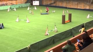 Agility parson russell terrier - Etera 11/2014