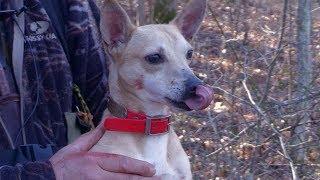 Squirrel Hunting with Steve and Ellie May - The Amazing Mountain Feist