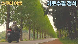 스쿠터여행 가로수 길 중독 라이딩 완벽하다. 여긴어디? 버그만400