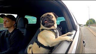 Pugs Love Car Rides!