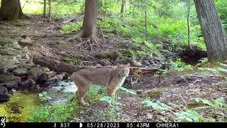 New Hampshire wildlife trail cam video compilation.