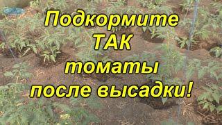 Важная подкормка томатов после высадки! (не пропустите!!!)