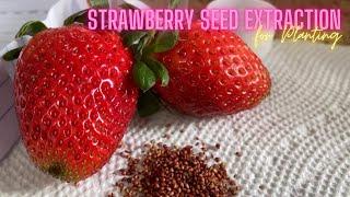 STRAWBERRY SEED EXTRACTION FOR PLANTING