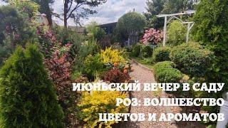 Июньский вечер в саду роз: волшебство цветов и ароматов.