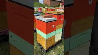 Накидываем магазины на акациевый мёд. #пасекаермаковых #пчеловод #bee #мёд #улей #пасека #деревня