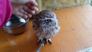 [Japan] 湯布院フローラルビレッジ フクロウの森 Yufuin Floral Village - Owl Village In Oita Kyushu