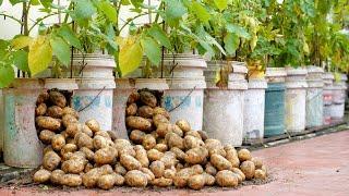 Try this Potato growing method now, you'll never have to buy Potatoes again