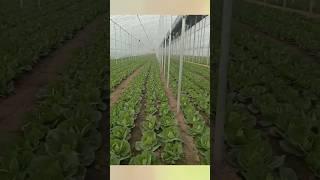 Vegetables grow under the tent