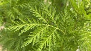 ARTEMISIA ANNUALE - Artemisia annua - analizziamo le sue proprietà antitumorali