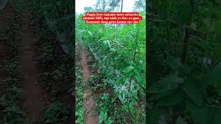 youtuber abal abal #masukberanda #shortvideo #viral #short #shorts #viralkan #tranding #tomatoes