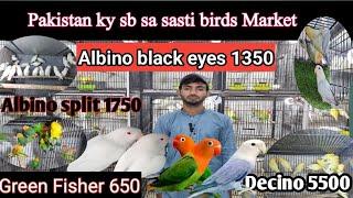 Lahore KY sab SA sasti Birds Market #muddasir #bird #03096188063 @Hole Sale Birds Market,