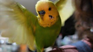 Spoiled Brat Bird | PEDRO the Budgie