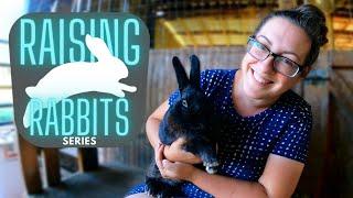 Raising Meat Rabbits: Sustainable, Affordable, Approachable. | Series Introduction