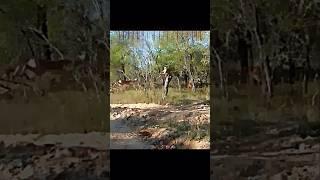 Leopard vs deer #trending #animals #wildlife #leopard #deer #shortsviral #shorts #youtubeshorts