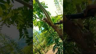 Gliricidia pruning in pepper cultivation #agriculture #ceylon #srilanka #pepper ️