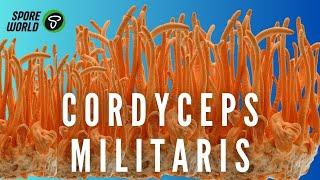 Descubre Cómo Cultivar Cordyceps Militaris en Casa | Guía Paso a Paso