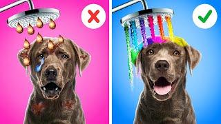 Rich vs Poor CHALLENGE  Rescue This Cute Dog With Cool DIYs, Hacks & Pet Gadgets by 123GO! Zoo