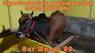 Begini Kondisi Pemenang Karapan Sapi Piala Presiden 2024 | Ser Naser 99.