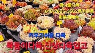 신상다육입고 묵둥이다육 가성비짱다육 화분채배송 010-7635-3562택배문자주문 콩나물다육