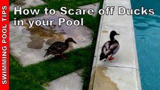 Ducks in Your Swimming Pool - How to Scare Them Off