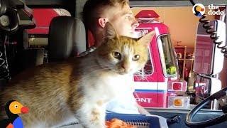 Stray Cat Shows Up At Fire Station And Moves Right In With Firefighters | The Dodo
