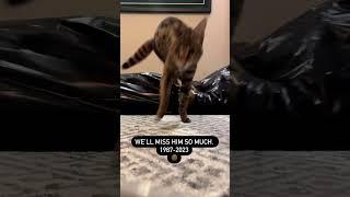 Savannah Cat