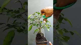 Tips Pruning Bonsai Beringin #bonsai #caramembentukbonsai @seputarbonsai