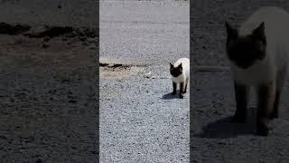 Siamese Cat and Cheshire  Cat