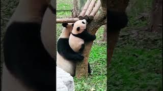 一直努力往上爬，大熊猫妈妈教宝贝爬树 |  Baby panda climbing tree #babypanda #熊猫宝宝 #熊猫莽灿灿  #panda