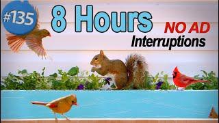 TV for Cats 8 Hours Uninterrupted Cat TV Birds & Squirrels  Singing Chirping Fluttering  No Ads