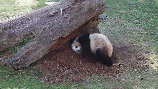 #DCPandas: Enrichment With Giant Panda Bao Li