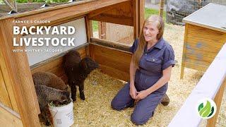 Keeping Backyard Livestock | Farmers Garden | Washington Grown