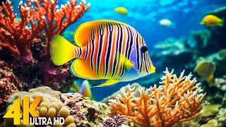 Aquarium 4K VIDEO (ULTRA HD)  Beautiful Coral Reef Fish - Relaxing Sleep Meditation Music #125