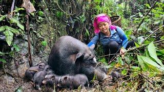 Hello 1 month old piglet - Harvesting sweet potatoes for sale | Lý Thị Phương